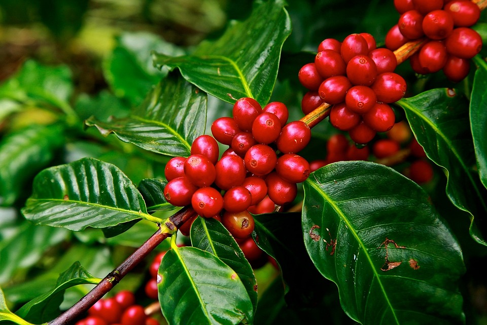 El Cafeto con sus frutos.